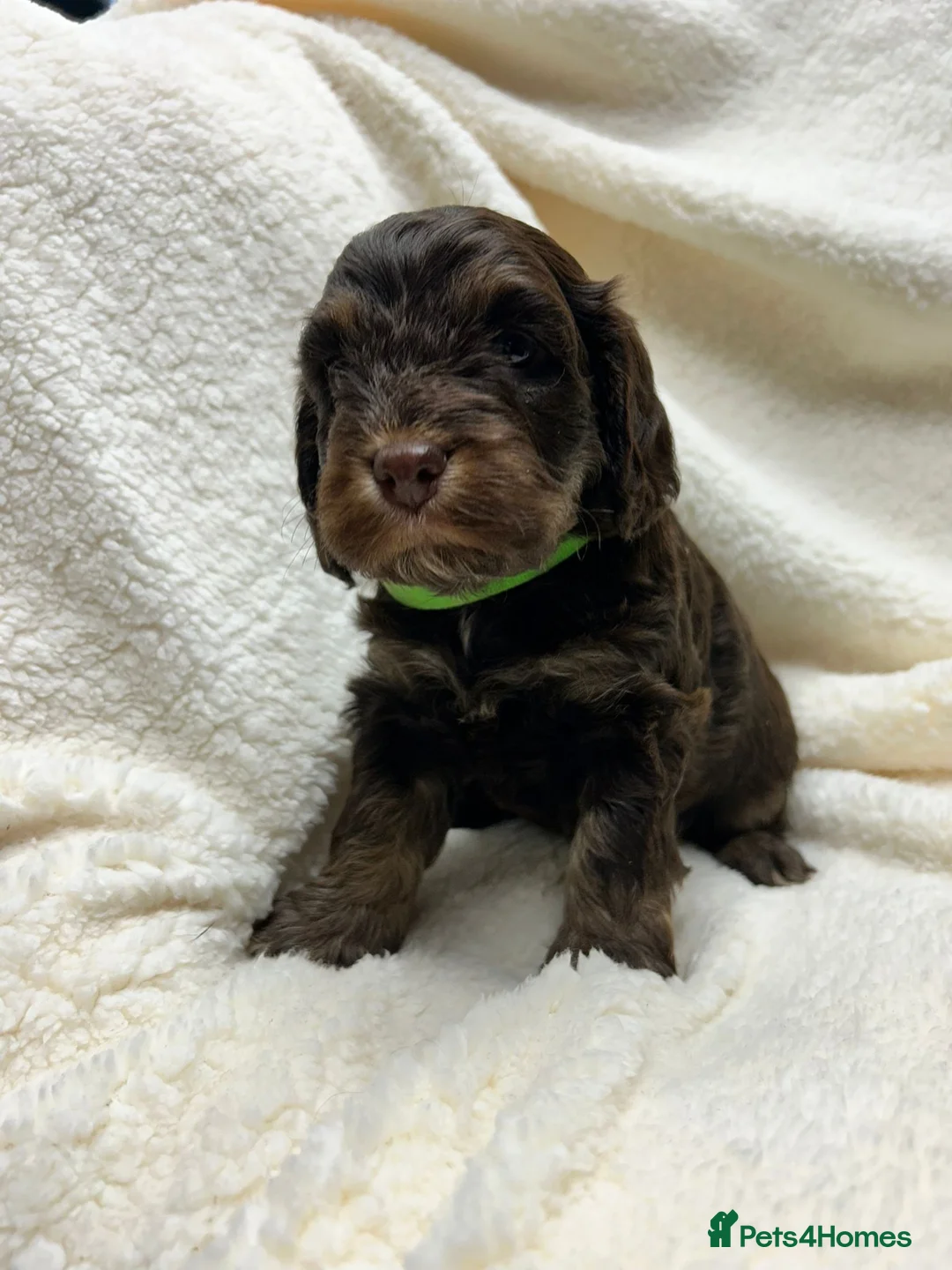Cockapoo dogs for sale: Cockapoo puppies  - Advert 40