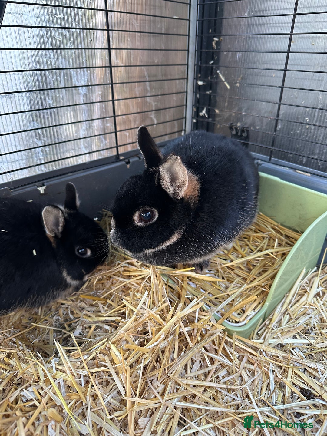 Netherland Dwarf rabbits for sale: Female black otter Netherland dwarf rabbits - Advert 2
