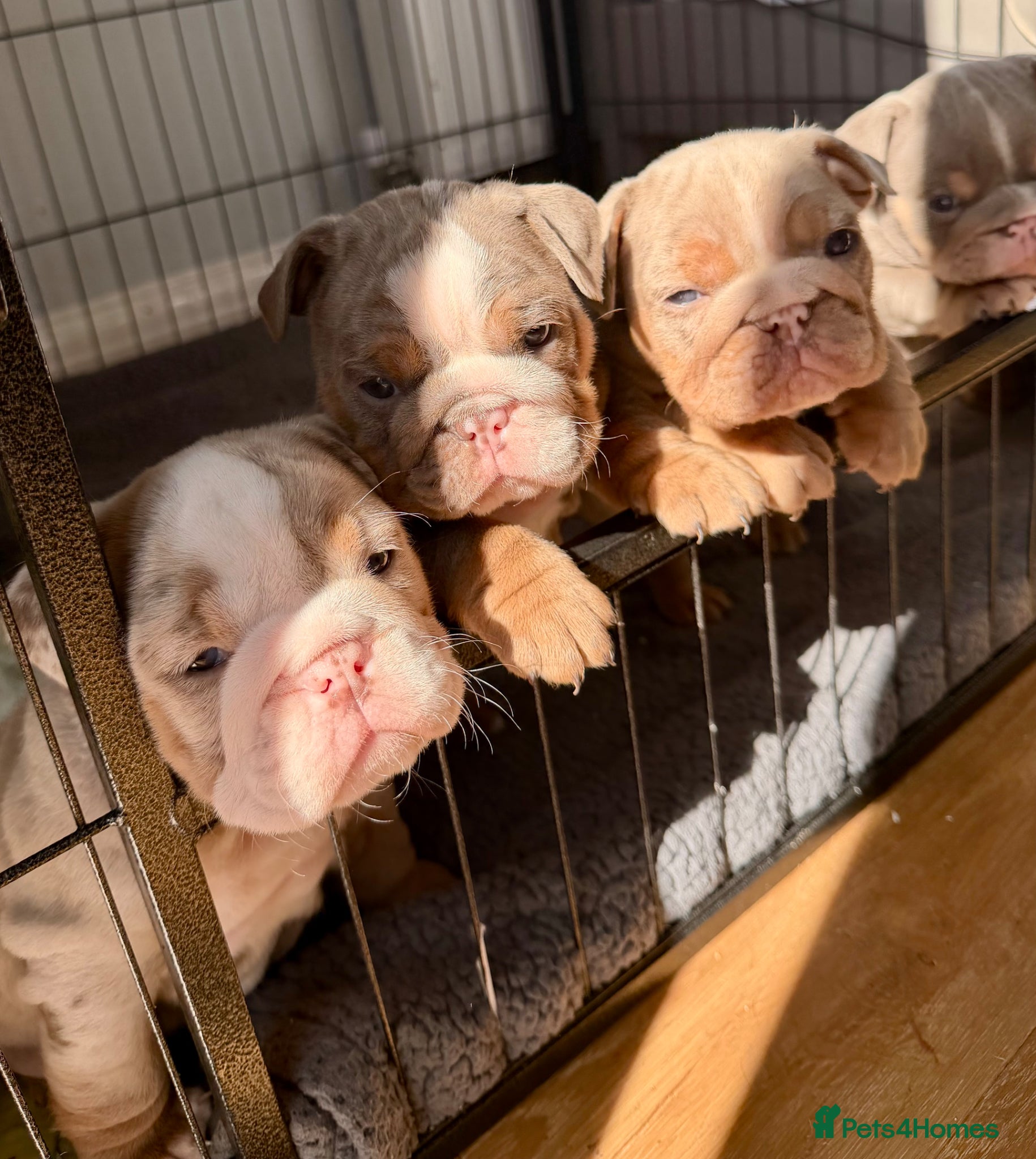 English Bulldog dogs BEAUTIFUL LILAC TRI + LILAC TRI MEARL BULLDOGS - Advert 11