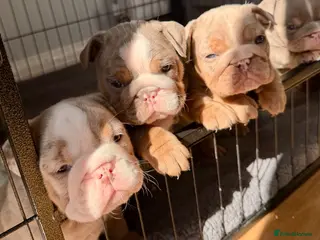 English Bulldog dogs BEAUTIFUL LILAC TRI + LILAC TRI MEARL BULLDOGS - Advert 11