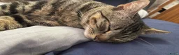 Domestic Shorthair cats for sale: Domestic Shorthaor / Tabby in Burnley - Advert 6
