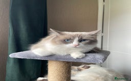 Ragdoll cats for sale: Our little snow babies ragdoll kittens  - Image 19
