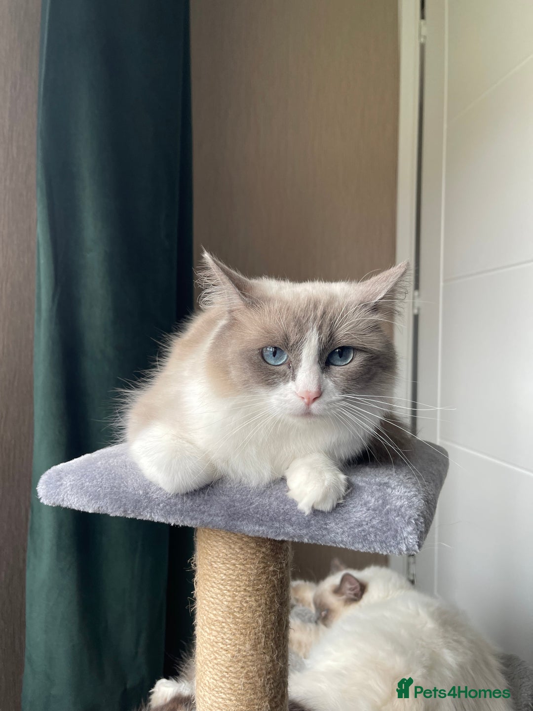 Ragdoll cats for sale: Our little snow babies ragdoll kittens  - Image 19