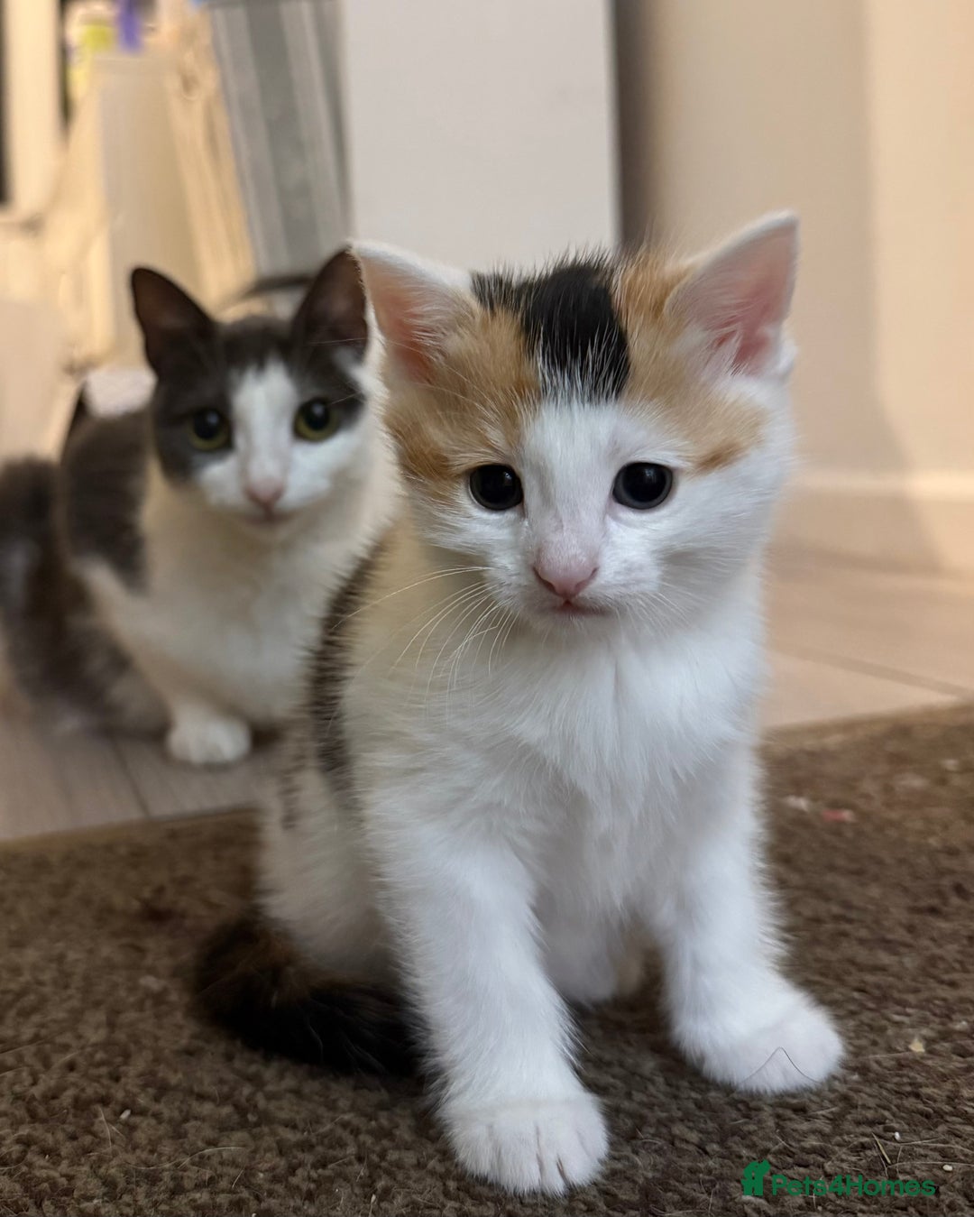 British Shorthair cats for sale: 2 kittens for sale  - Image 7