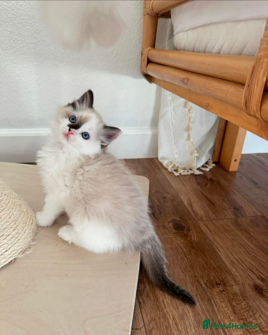 Ragdoll cats for sale: Cuddly Companion Ragdolls!! - Image 2
