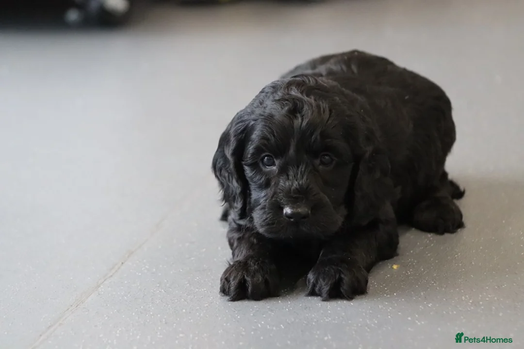 Cockapoo dogs for sale: F1 Cockapoo puppies for sale! - Advert 14