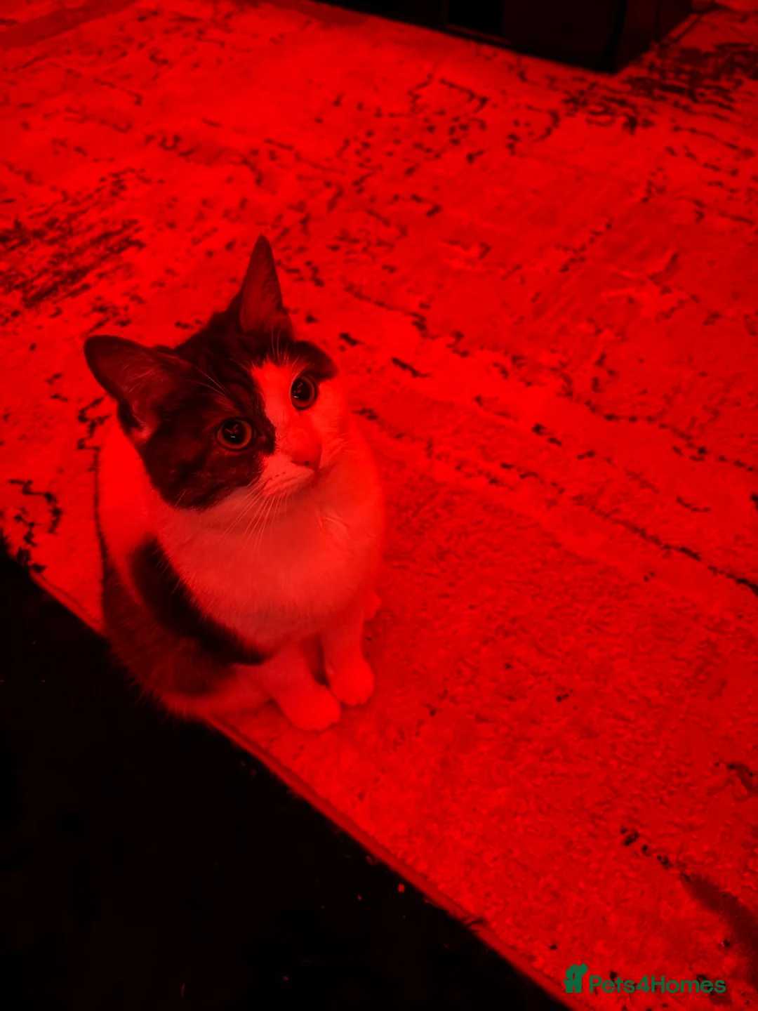 British Shorthair cats for sale: Poppy in Exeter - Advert 2