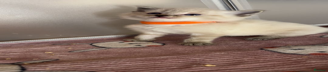 Orange- Male Kitten 1