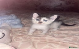 Mixed Breed cats for sale: 1 male 1 female 7 week old kitten  - Image 7