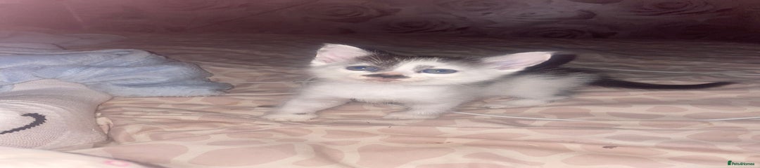 Mixed Breed Kitten 2