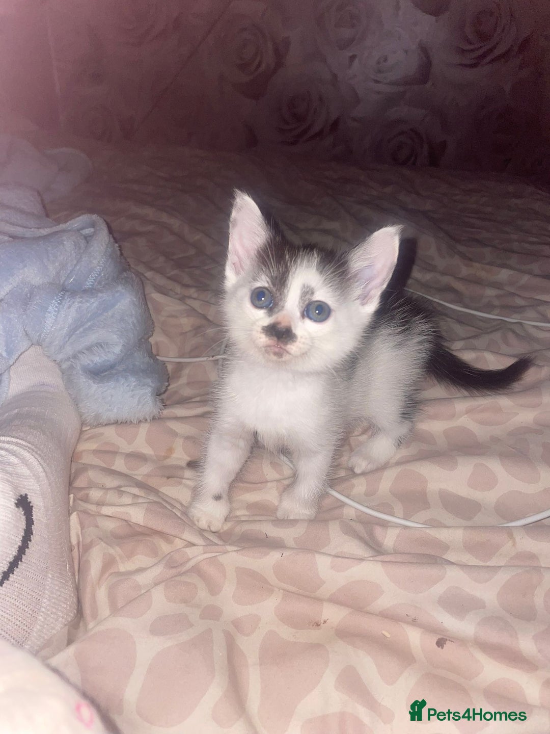 Mixed Breed cats for sale: 1 male 1 female 7 week old kitten  - Image 7