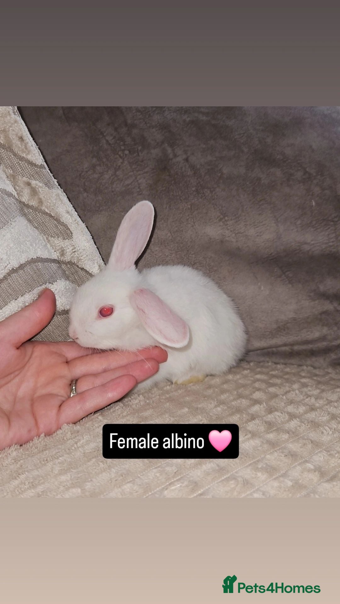 Mini Lop rabbits Baby Bunnies (Ready to leave) - Advert 2