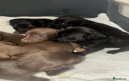 Mixed Breed dogs for sale: Patterdale/dashound  - Image 1