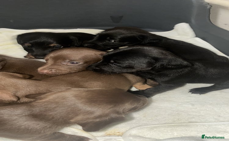Mixed Breed dogs - Advert 4