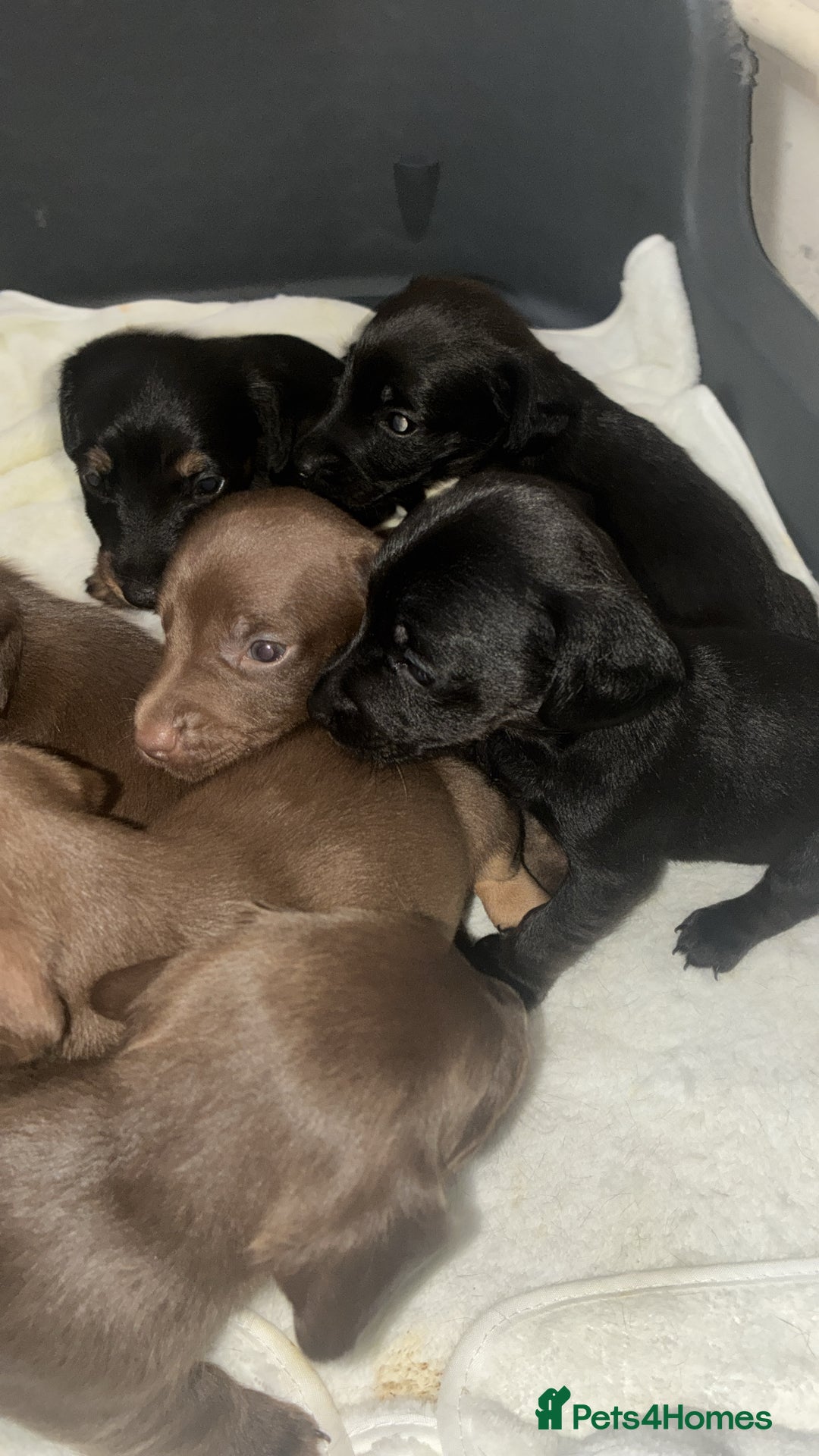 Mixed Breed dogs for sale: Patterdale/dashound  - Image 1