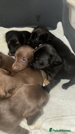 Mixed Breed dogs - Advert 4