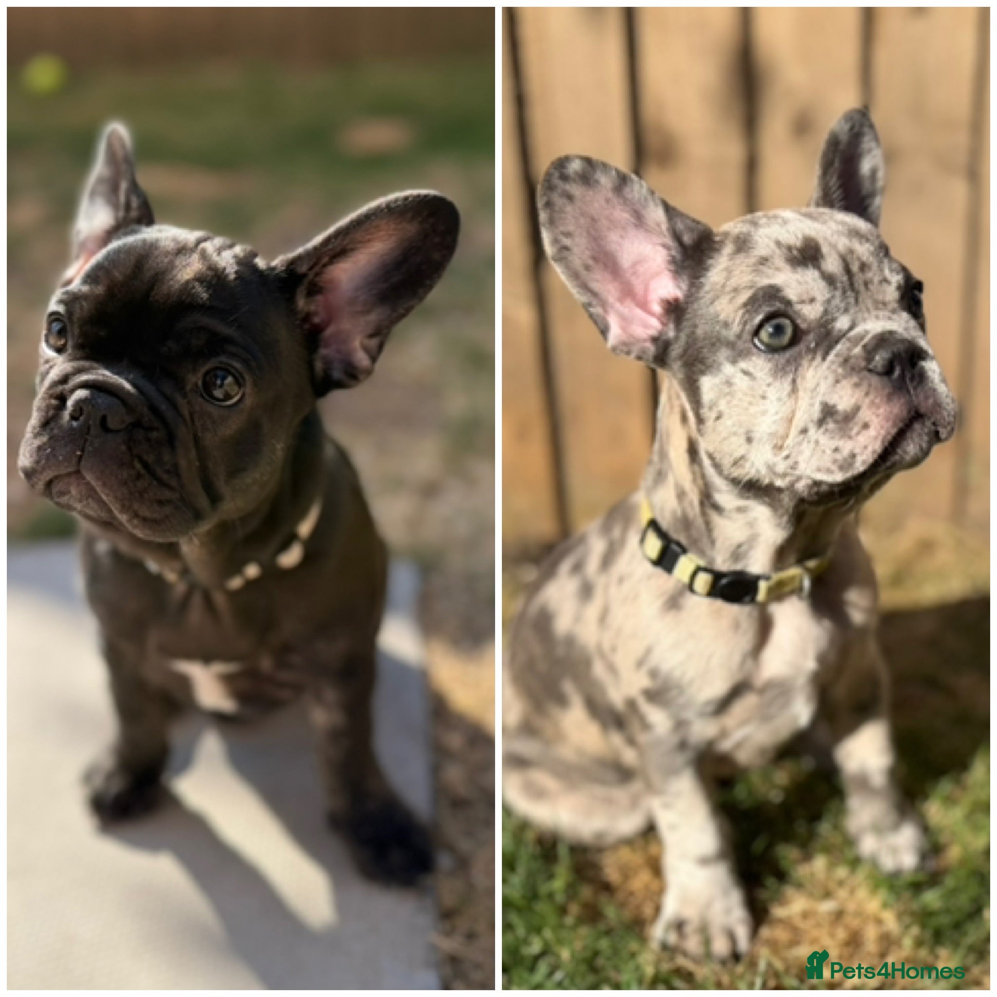 French Bulldog dogs Registered French Bulldog Puppies - Advert 19