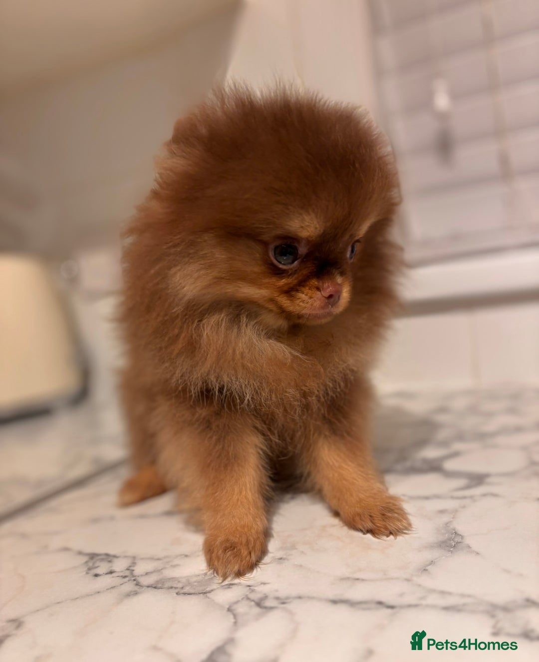 Pomeranian dogs for sale: Miniature Female  **  Pomeranian ‼️💗 - Advert 8
