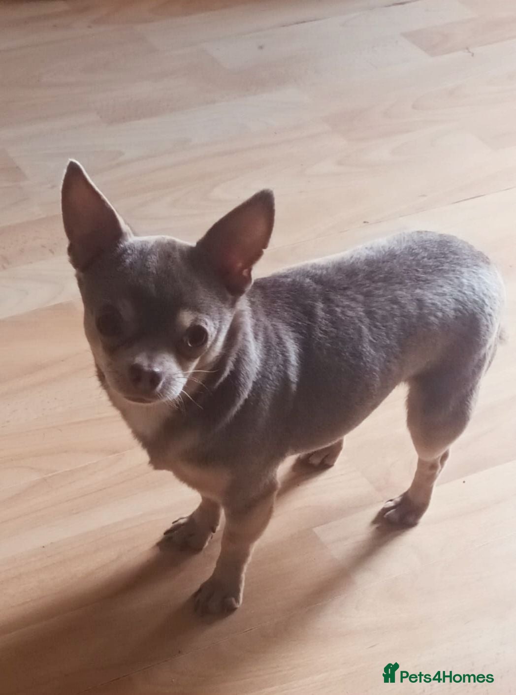 Chihuahua dogs Tiny Lilac and Tan Chihuahua KC Registered  - Advert 5