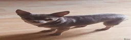 Chihuahua dogs for stud: Tiny Lilac and Tan Chihuahua KC Registered  - Advert 1