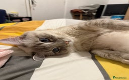 Ragdoll cats for sale: Ragdoll kittens due 25th August  - Image 3