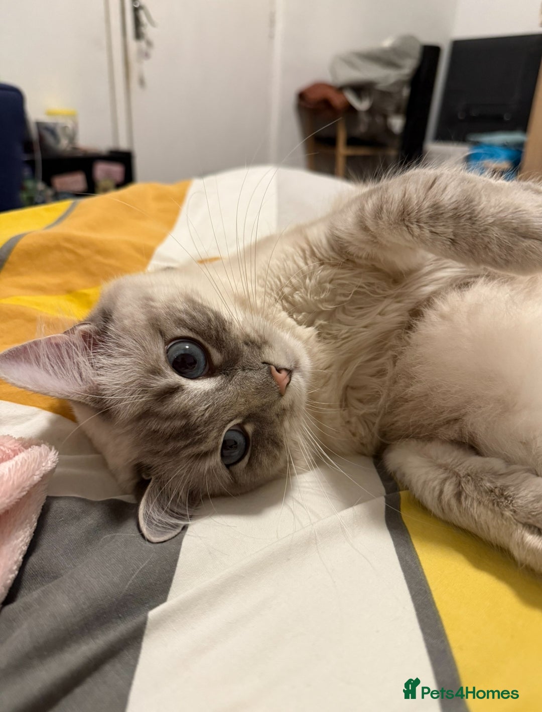 Ragdoll cats for sale: Ragdoll kittens due 25th August  - Image 3
