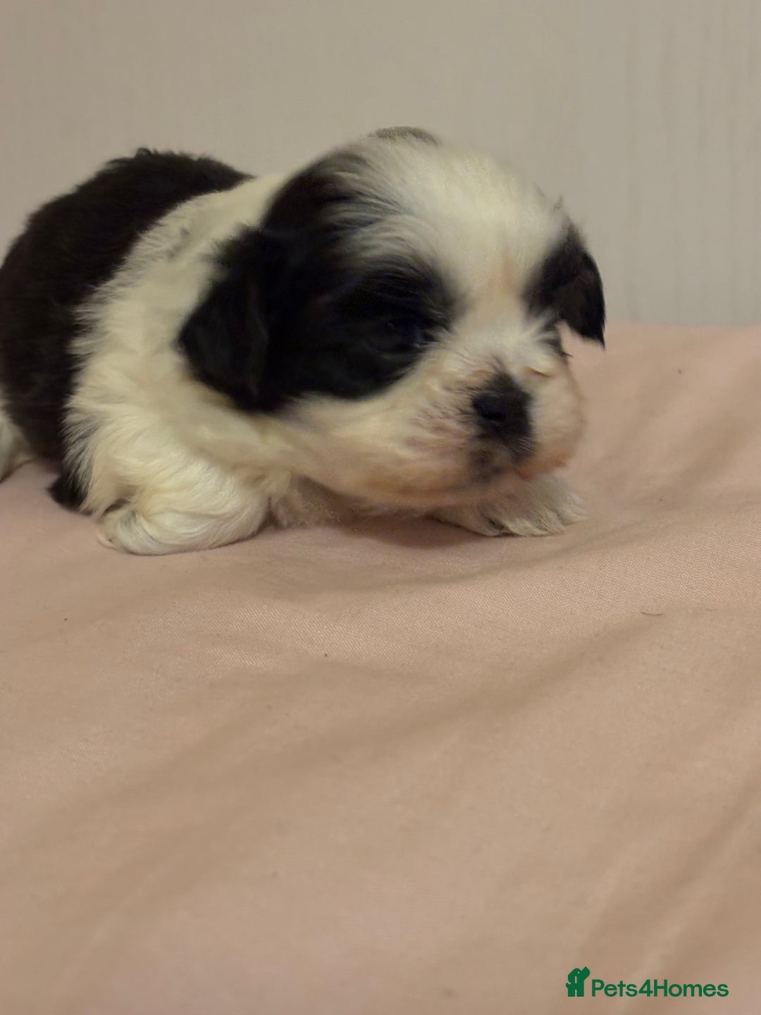Shih Tzu dogs for sale: Shih Tzu puppies - Advert 3
