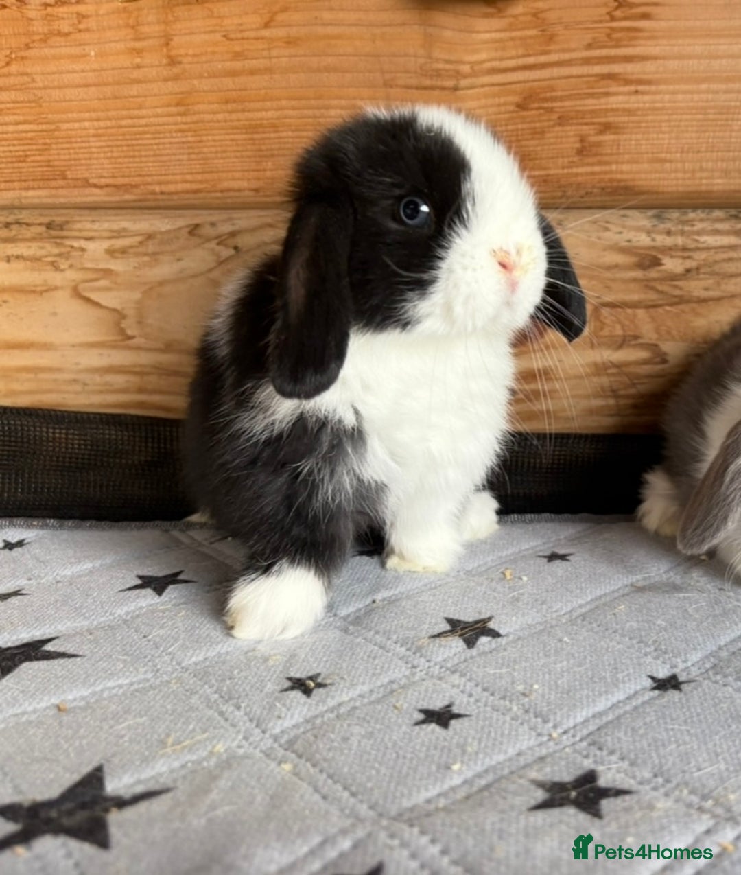 Mini Lop rabbits for sale: 2 beautiful pure mini lop babies - Image 4