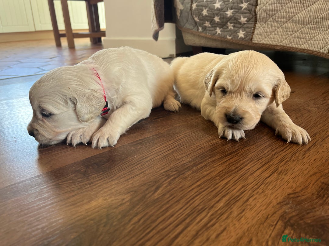 Golden Retriever dogs for sale: KC registered Golden Retriever puppies  - Advert 18