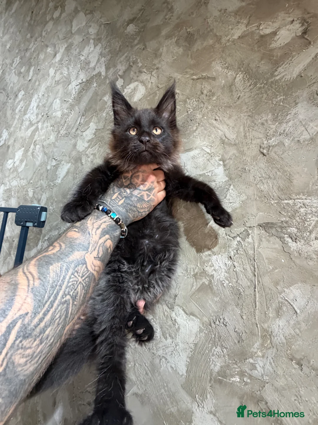 Maine Coon cats for sale: Maine Coon Kittens in Peterhead - Advert 1