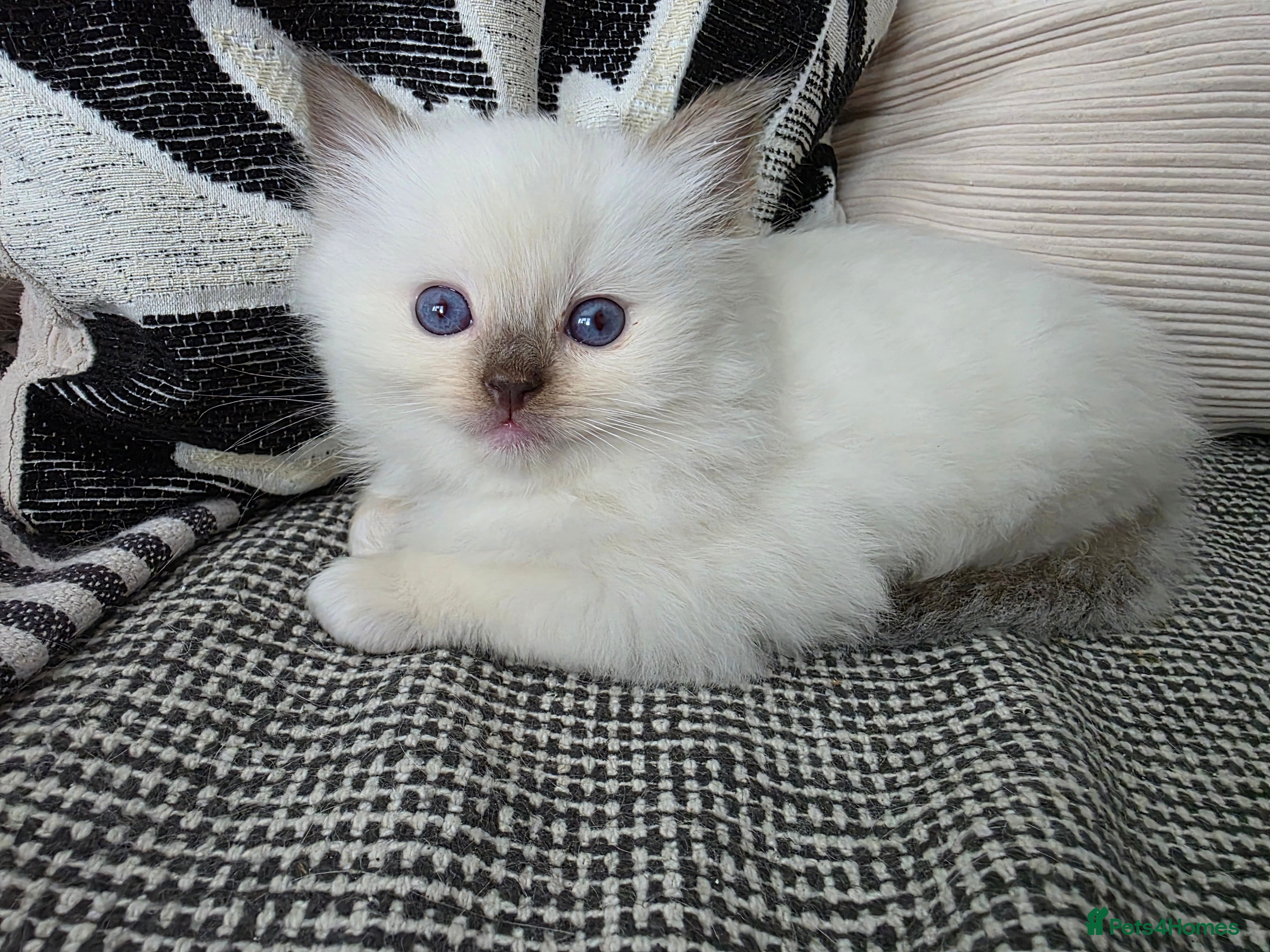 Ragdoll cats GCCF REGISTERED RAGDOLL KITTENS  - Advert 2