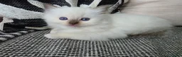 Ragdoll cats for sale: GCCF REGISTERED RAGDOLL KITTENS  - Advert 2
