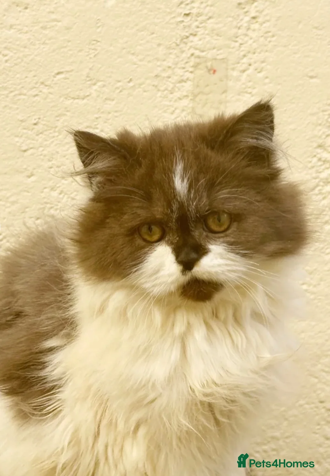 British Longhair cats for sale: Chocolate bi colour British shorthair  - Advert 3