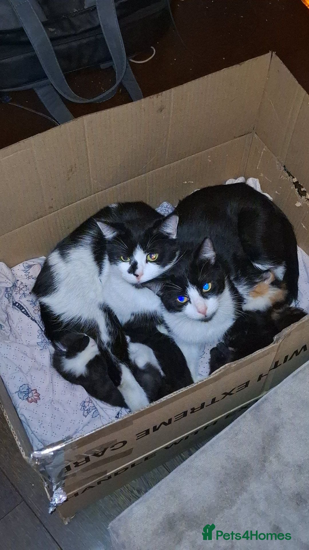 Mixed Breed cats Mixture of black & white ready to go mixed breed - Advert 1