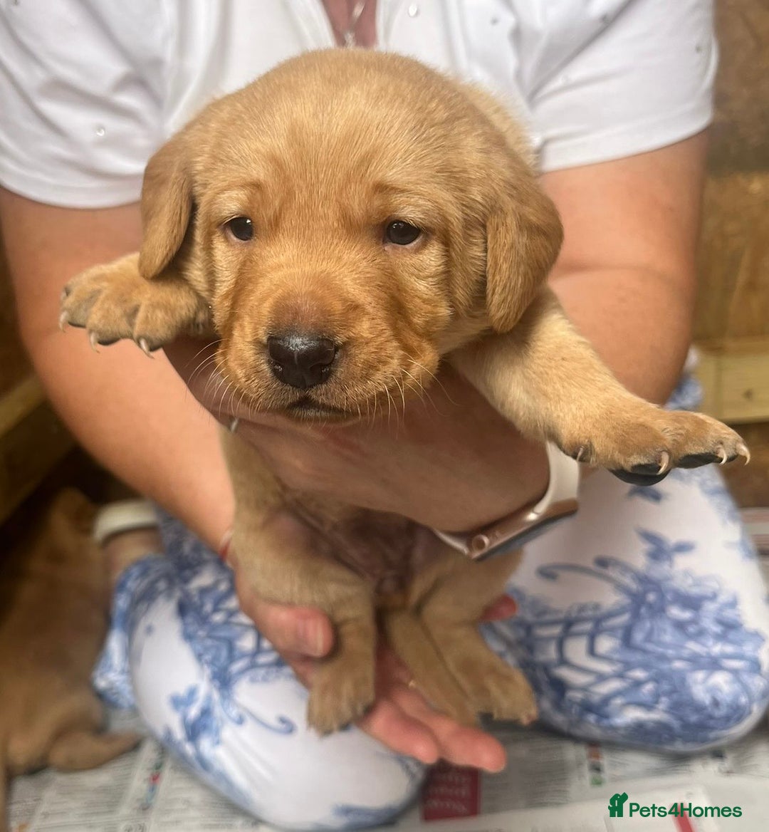 Labrador Retriever dogs for sale: 💛💛 Excellent Labrador Pups 💛💛 - Image 23