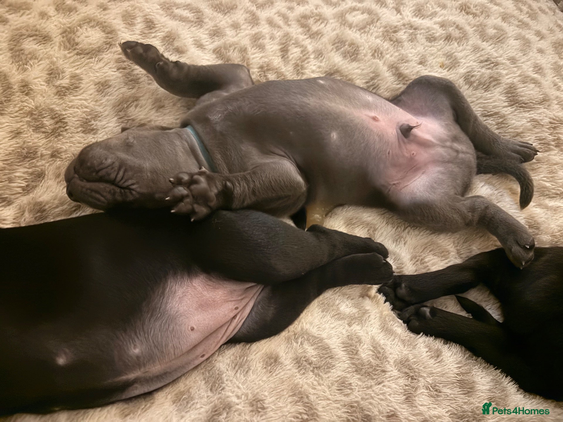 Staffordshire Bull Terrier dogs 🐾 CHUNKY STAFF PUPPIES – BLUE & BLACK 🐾  - Advert 2