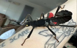 Stick Insects invertebrates for sale: 10 Black Beauty stick insects, CAN POST  - Image 2