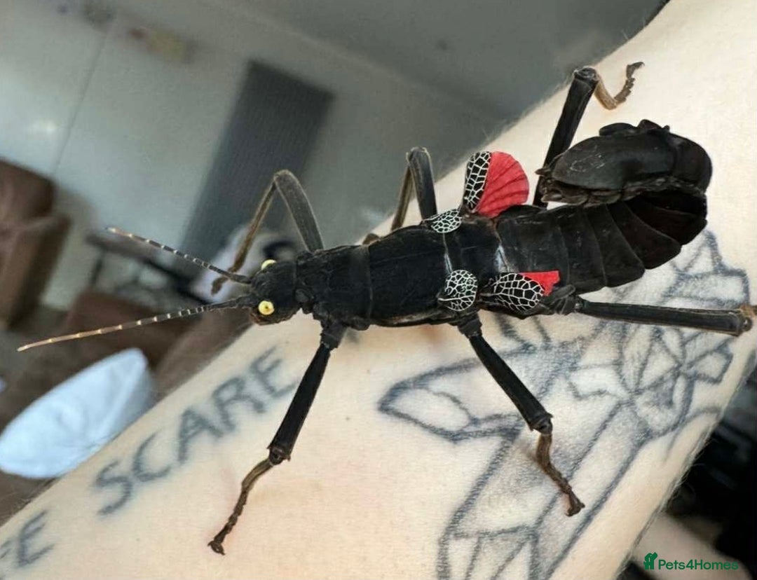 Stick Insects invertebrates for sale: 10 Black Beauty stick insects, CAN POST  - Image 2