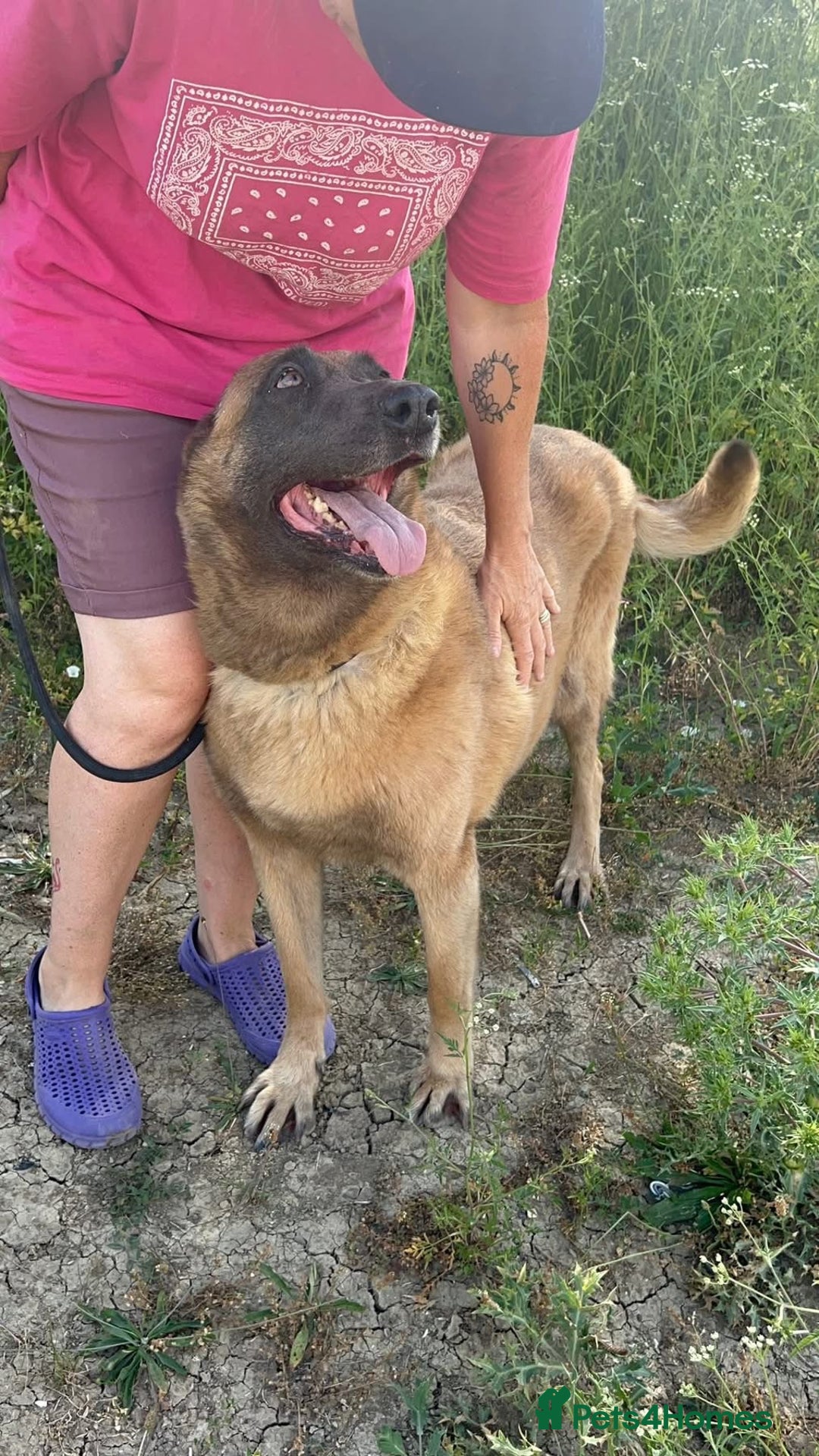 Belgian Shepherd Dog dogs for adoption: Ava - Norwich Norfolk  - Image 11
