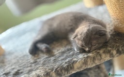 Scottish Fold cats for sale: Selling Scotish fold kitten - Image 1