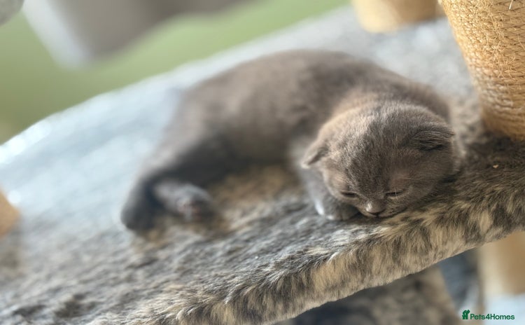Scottish Fold cats - Advert 1