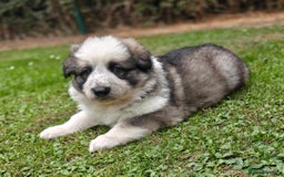German Shepherd dogs for sale: Long coated litter of GVW GSD pups - Image 1