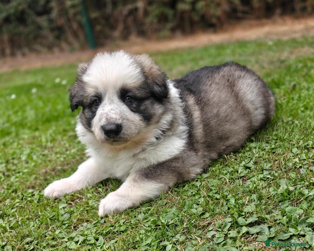 German Shepherd dogs for sale: Long coated litter of GVW GSD pups - Image 1