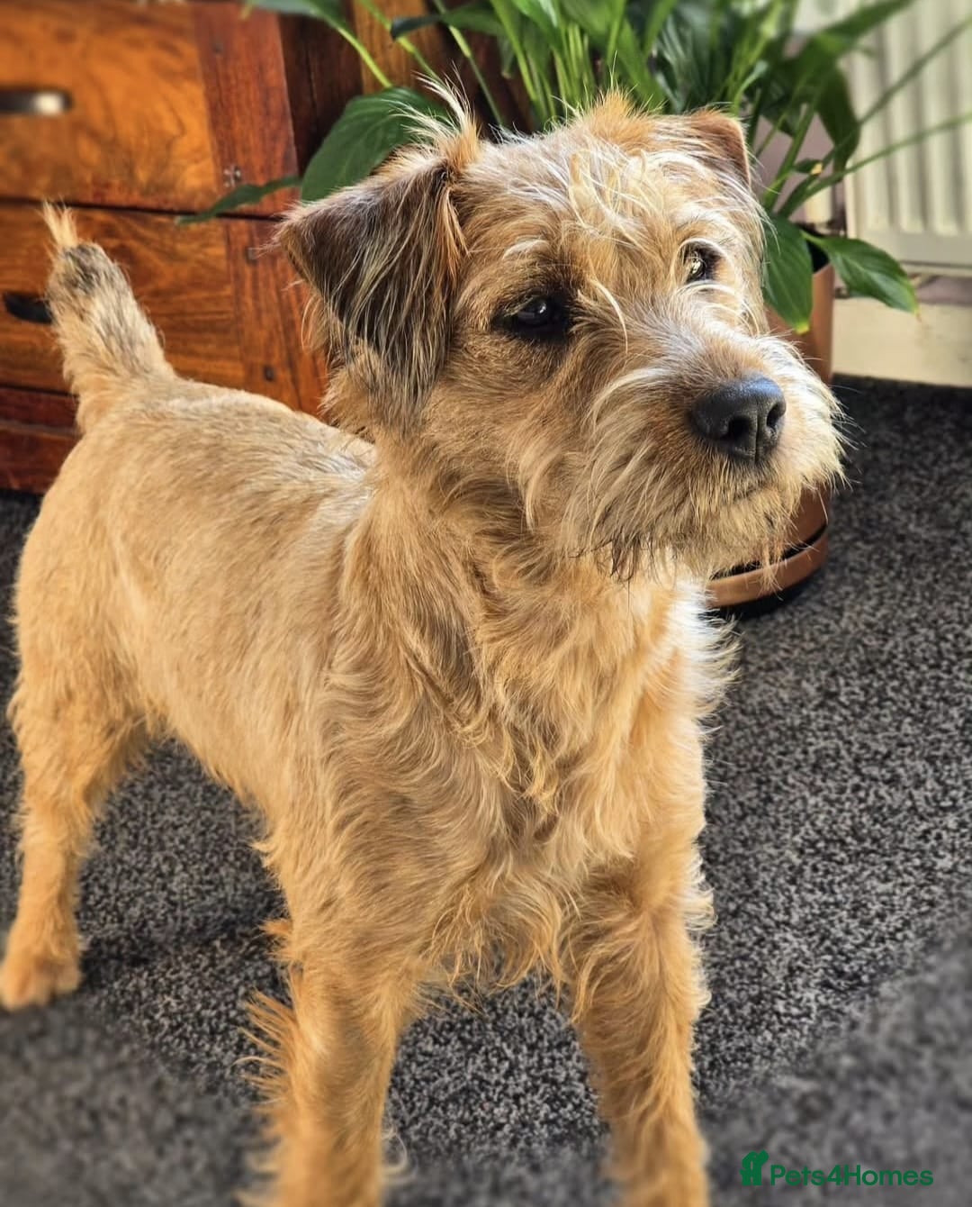 Lakeland Terrier dogs 18month Lakeland bitch  - Advert 2