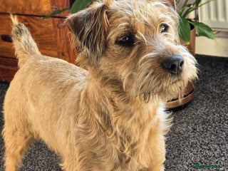 Lakeland Terrier dogs 18month Lakeland bitch - Advert 2