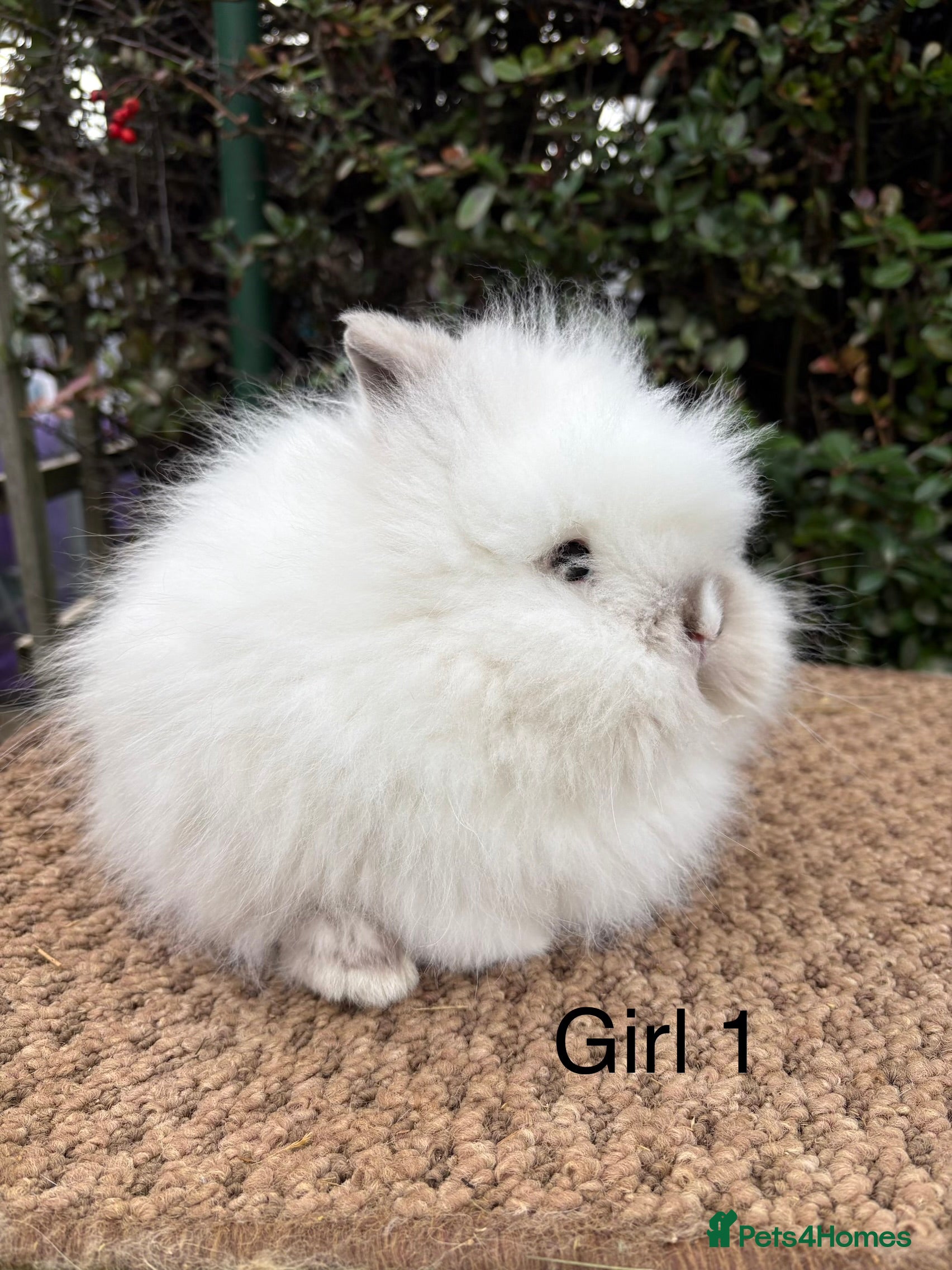 Lionhead rabbits Baby Doublemane lionhead rabbits for sale  - Advert 14