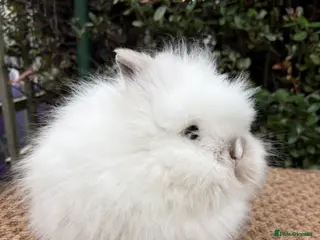 Lionhead rabbits Baby Doublemane lionhead rabbits for sale - Advert 14