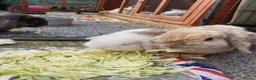 Mini Lop rabbits for sale: White mini lops (blue eyes) 🐇  in Manchester - Advert 6
