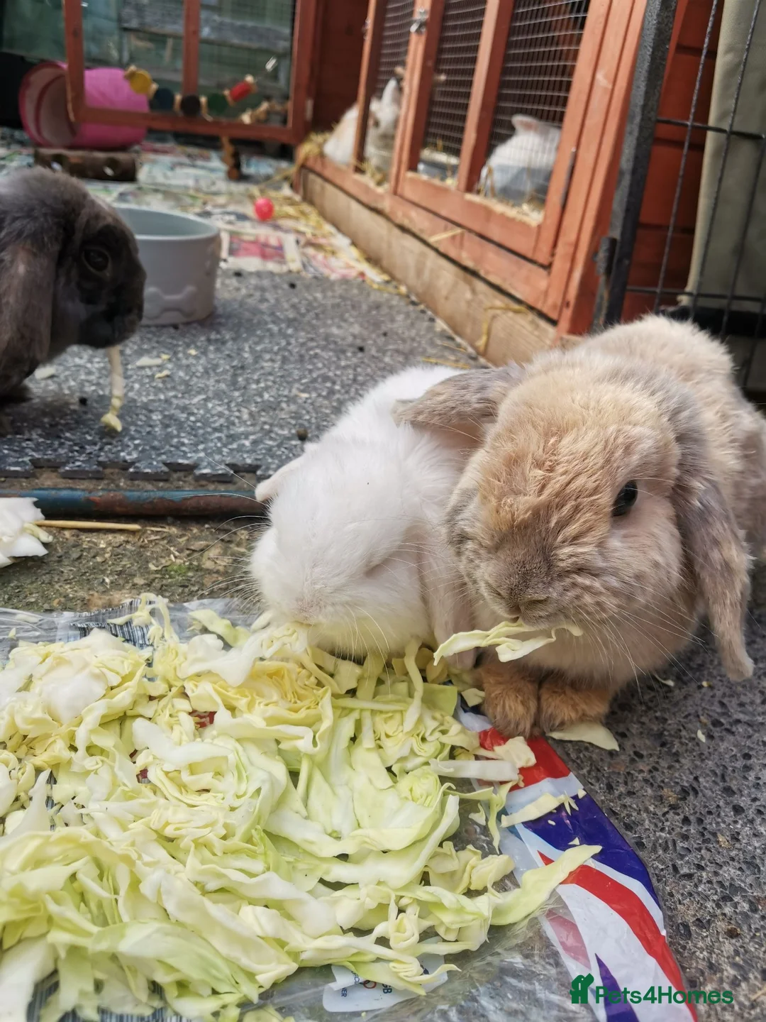 Mini Lop rabbits for sale: White mini lops (blue eyes) 🐇  in Manchester - Advert 6