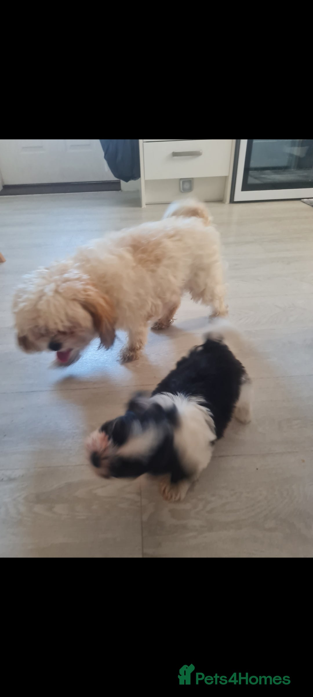 Cavapoo dogs Cavapoo puppy  - Advert 15